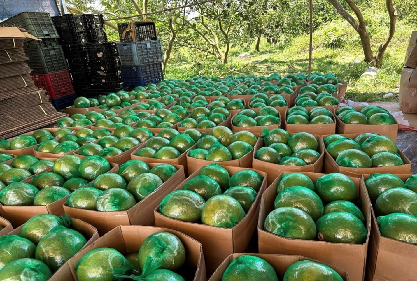 Không phải sầu riêng, loại quả của Việt Nam khiến cựu Thứ trưởng Bộ Nông nghiệp Mỹ phải tấm tắc khen ngon, vừa có thêm 'visa' sang Trung Quốc - Ảnh 1