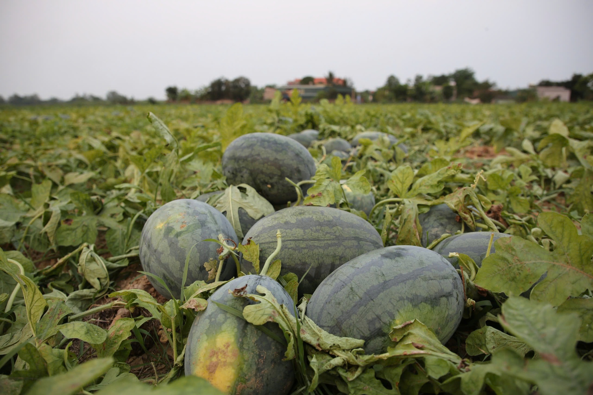 Dưa hấu được mùa, nông dân thấp thỏm tìm đầu ra - Ảnh 3