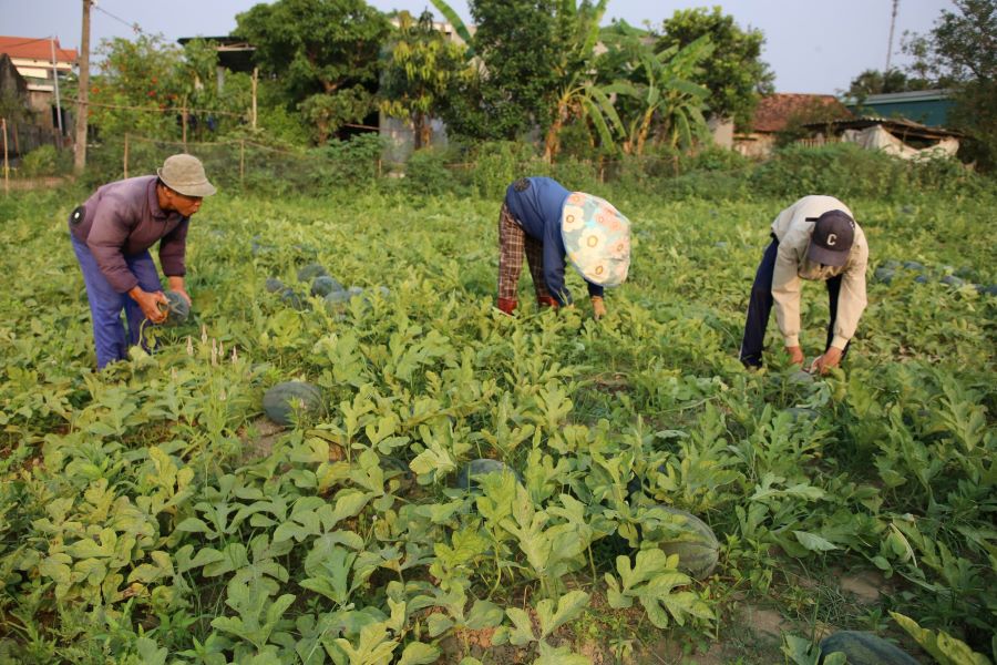 Dưa hấu được mùa, nông dân thấp thỏm tìm đầu ra - Ảnh 2