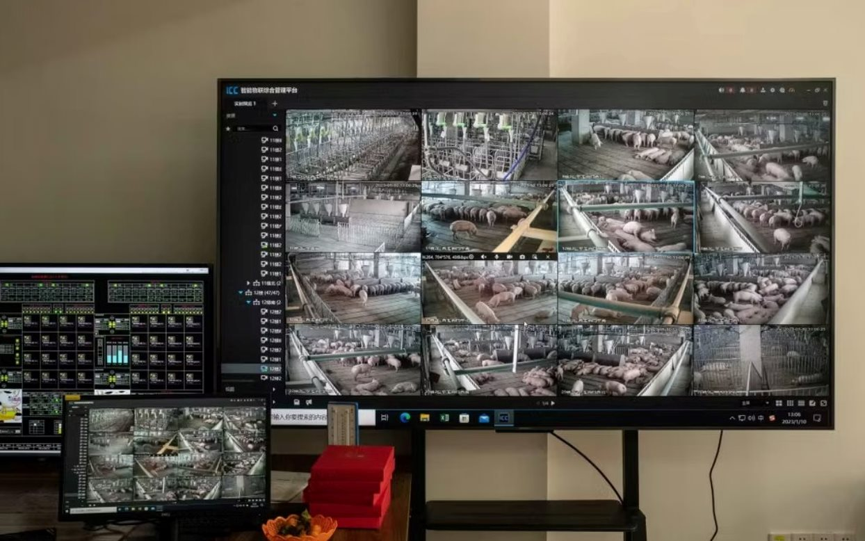 60 tấn thịt lợn ám ảnh quốc gia giàu nhất châu Á: Nhiều nông hộ đang lỗ 1 triệu đồng/con, dư thừa hàng loạt 'chung cư lợn' - Ảnh 2