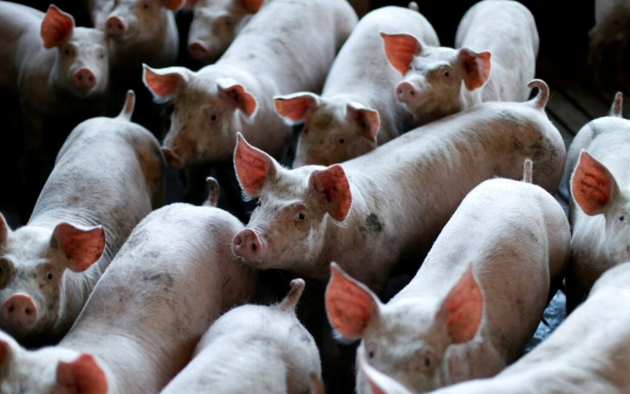 60 tấn thịt lợn ám ảnh quốc gia giàu nhất châu Á: Nhiều nông hộ đang lỗ 1 triệu đồng/con, dư thừa hàng loạt 'chung cư lợn' - Ảnh 3