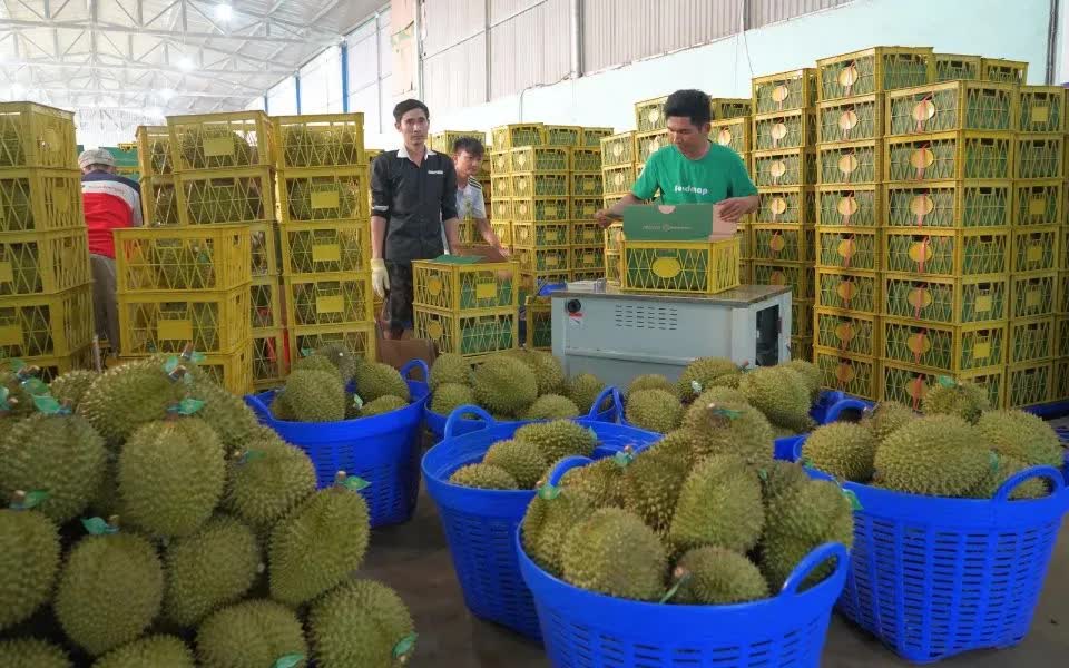 Xuất khẩu sầu riêng sang Trung Quốc tăng gần 400% - Ảnh 1