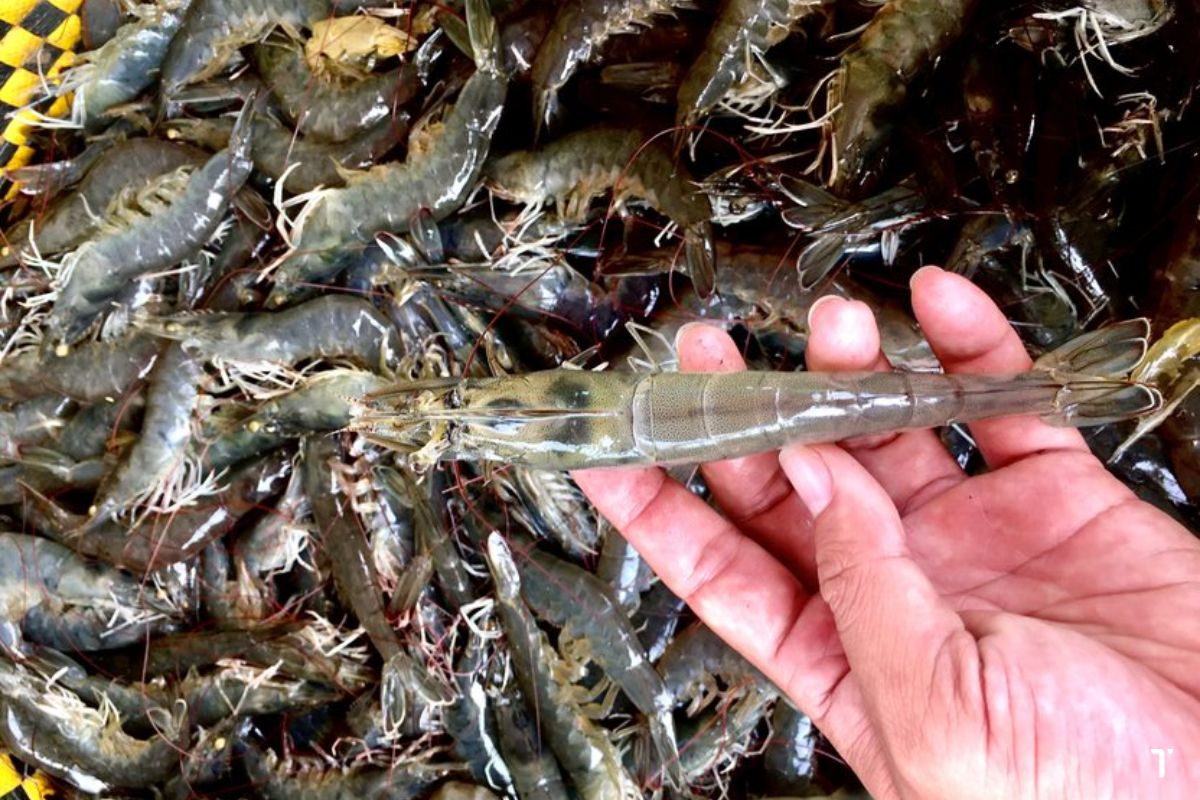 Việt Nam làm chủ công nghệ có thể gia tăng sức mạnh cho ngành xuất khẩu tỷ USD - Ảnh 1