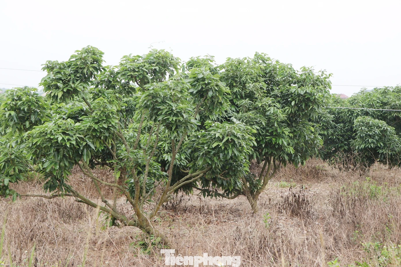 Nguy cơ mất mùa vải thiều - Ảnh 2