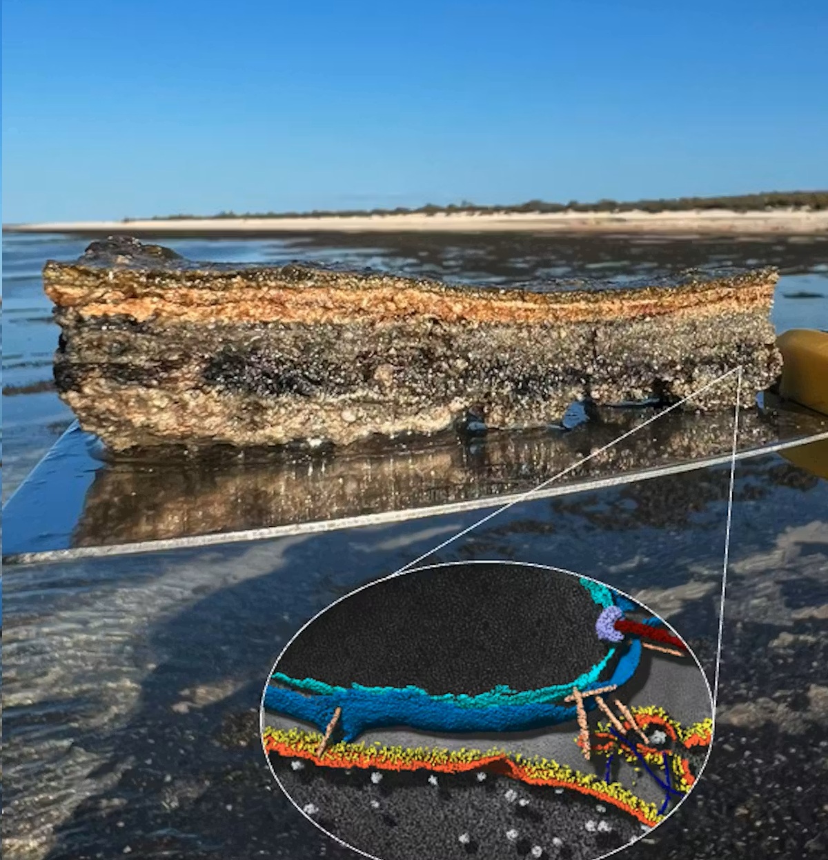 "Tổ tiên vĩ đại” của chúng ta được hé lộ ở vịnh Cá Mập - Ảnh 1