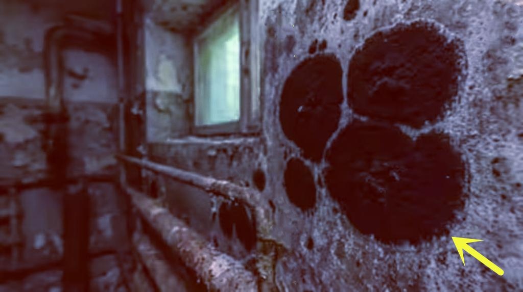 Một sinh vật đột biến đã được phát hiện ở Chernobyl, sở hữu những khả năng đặc biệt, bao gồm khả năng ăn bức xạ hạt nhân - Ảnh 2