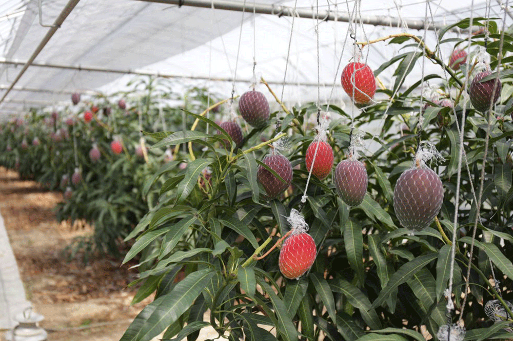 Loại quả được gọi là 'trứng của mặt trời' vừa được trồng thành công tại Việt Nam - có gì đặc biệt mà giá có thể lên tới 3.000 USD/cặp? - Ảnh 2