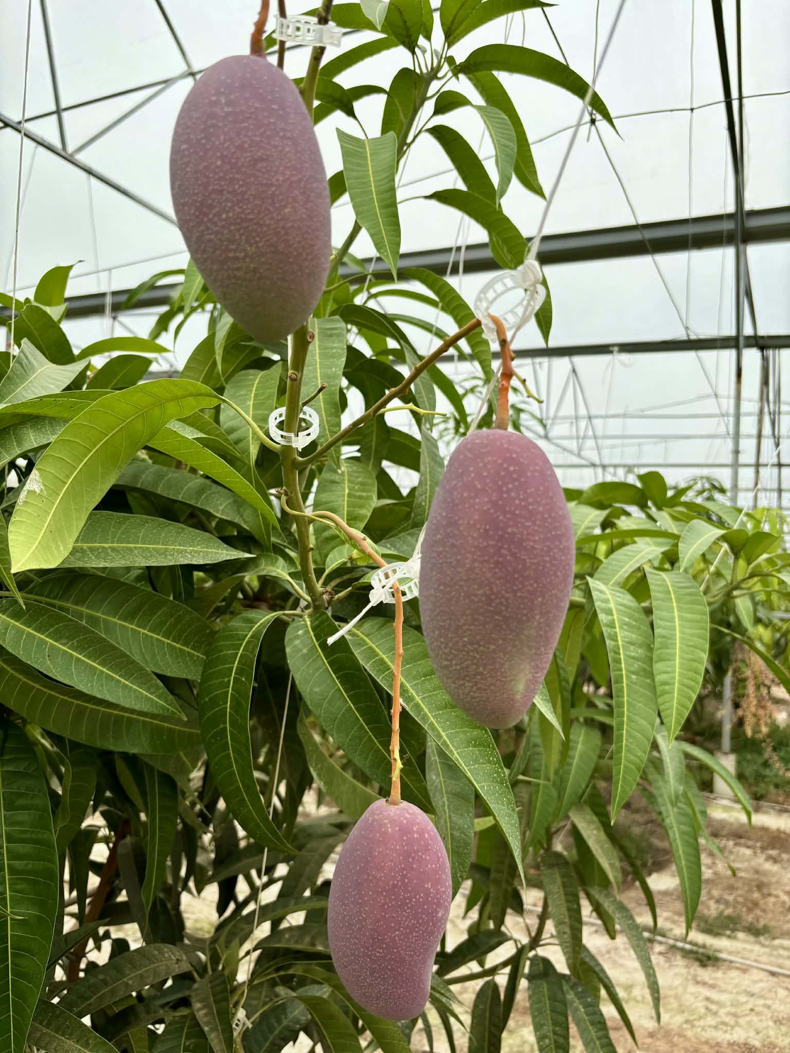 Trồng thành công giống xoài đắt đỏ nhất thế giới ngay tại TPHCM - Ảnh 2