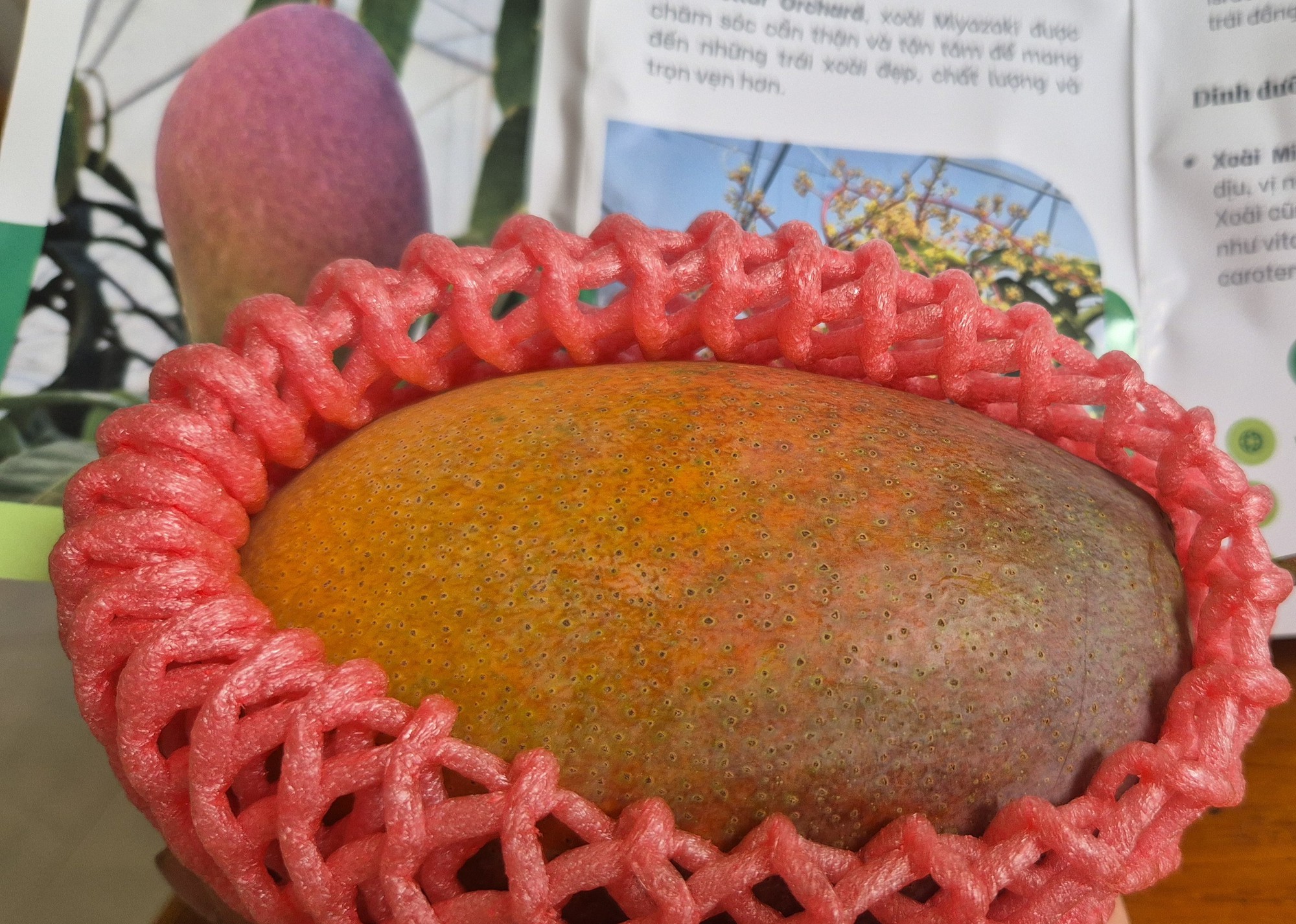 Trồng thành công giống xoài đắt đỏ nhất thế giới ngay tại TPHCM - Ảnh 3