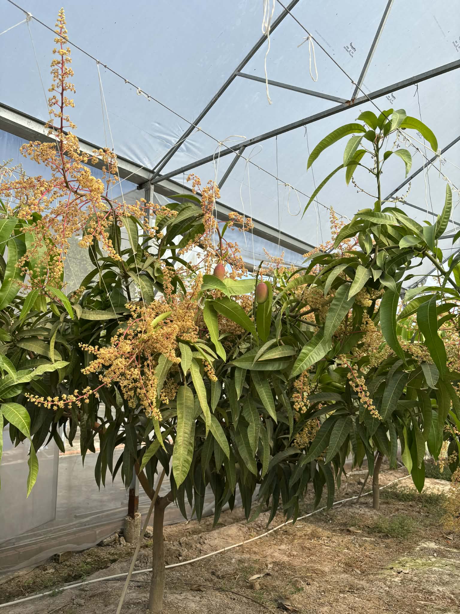 Trồng thành công giống xoài đắt đỏ nhất thế giới ngay tại TPHCM - Ảnh 1