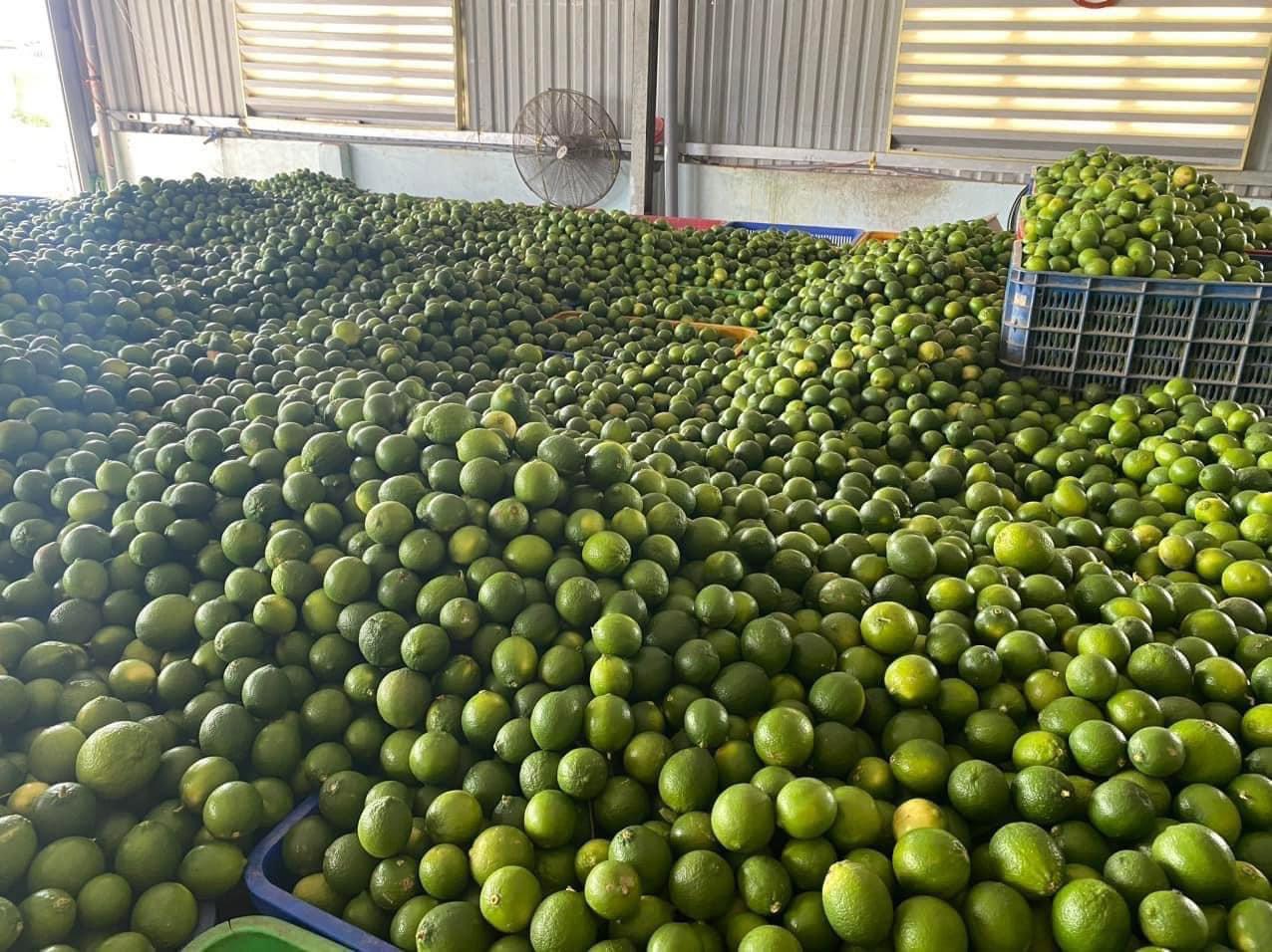 Khách Hàn 'sốc' với một loại quả bán đầy chợ Việt chỉ vì: "Ở Hàn là 200.000 đồng 1 cân" - Ảnh 1