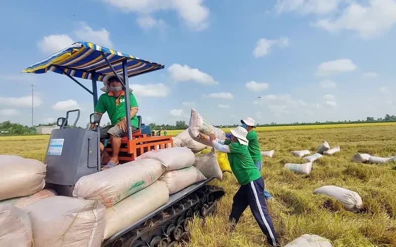 Giá lúa gạo tăng mạnh - Ảnh 1