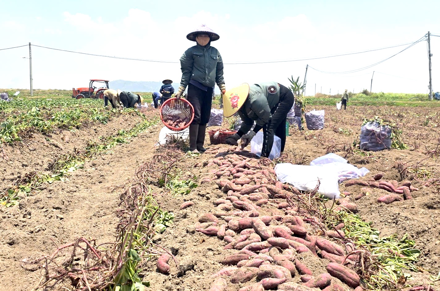 Giá khoai lang lao dốc, còn 5.000 đồng/kg, nông dân thua lỗ nặng - Ảnh 2
