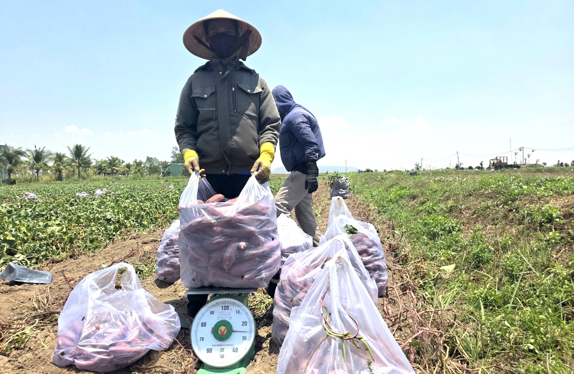 Giá khoai lang lao dốc, còn 5.000 đồng/kg, nông dân thua lỗ nặng - Ảnh 1