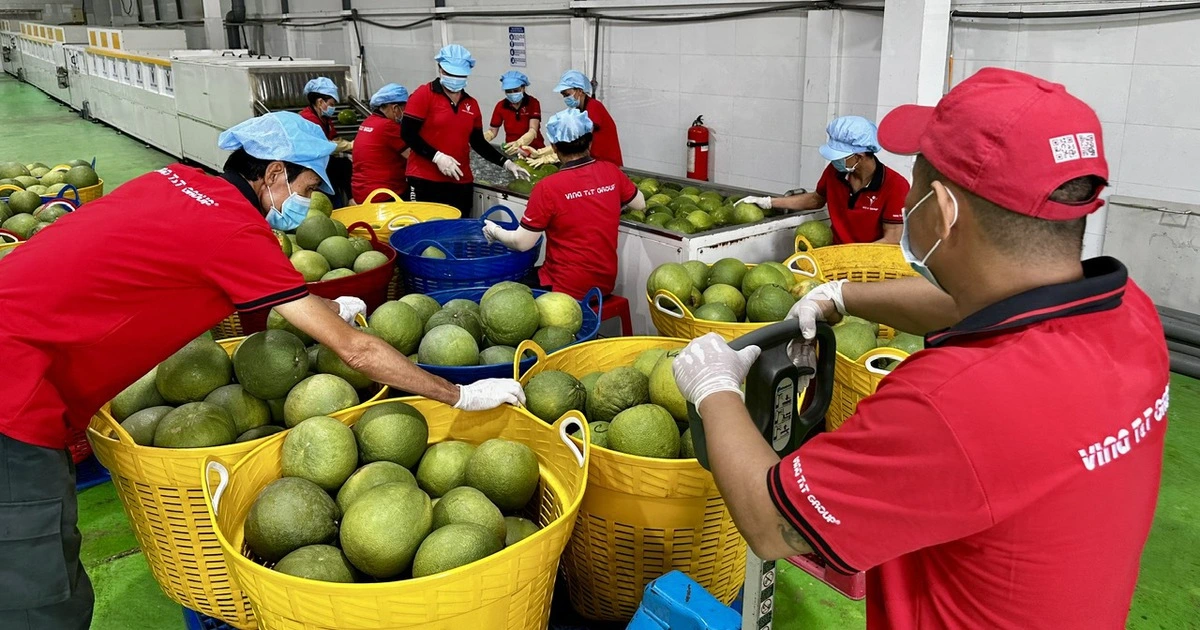 Xuất khẩu rau quả sang Trung Quốc sẽ tăng mạnh