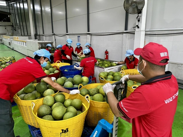 Xuất khẩu rau quả sang Trung Quốc sẽ tăng mạnh - Ảnh 1