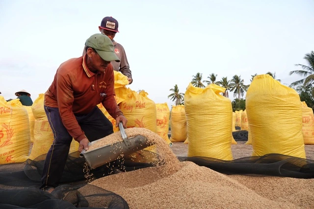 Vì sao giá gạo tăng nhưng nông dân không có lãi? - Ảnh 1