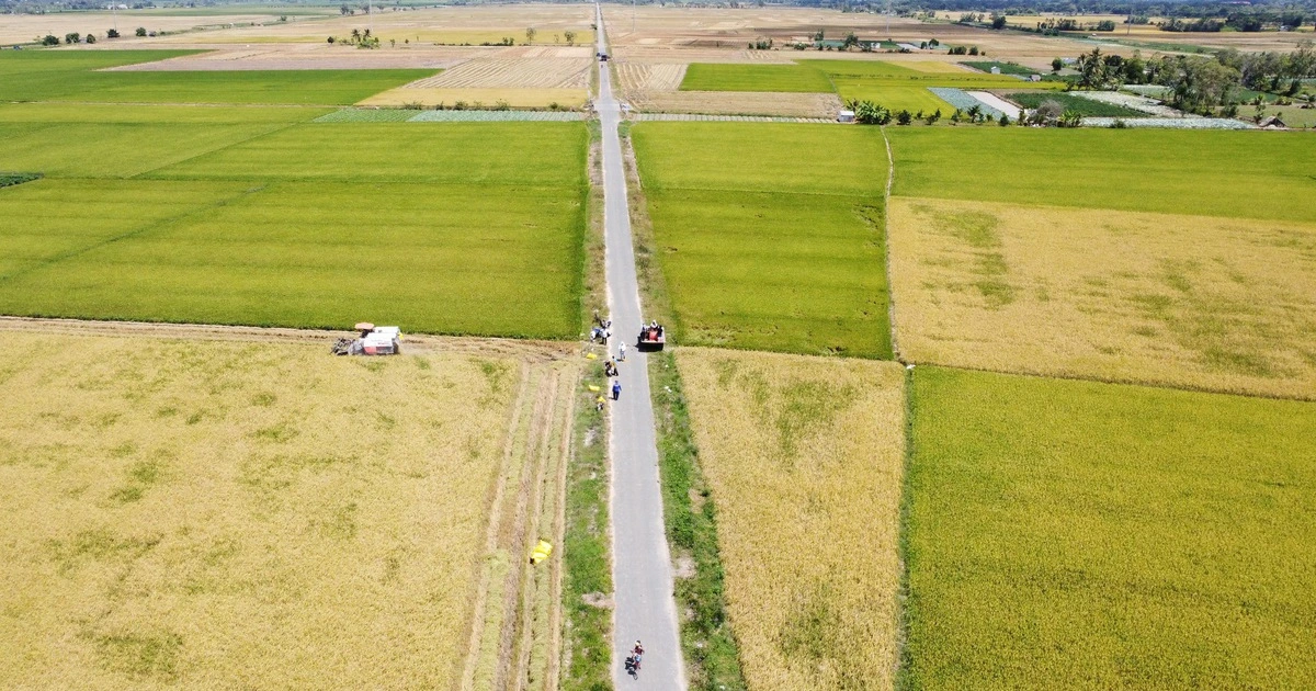 'Chứng thư' đặc biệt của loại gạo 3 lần ngon nhất thế giới