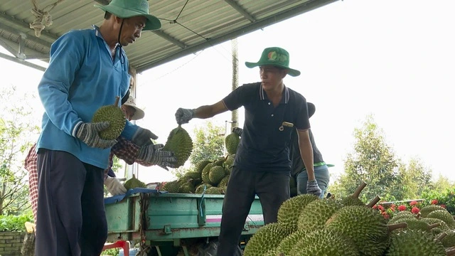 Nguyên nhân sầu riêng rớt giá mạnh - Ảnh 1