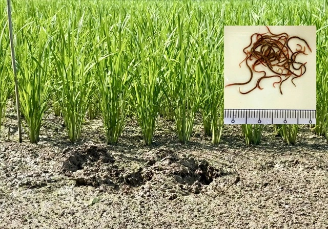 'Chứng thư' đặc biệt của loại gạo 3 lần ngon nhất thế giới - Ảnh 4