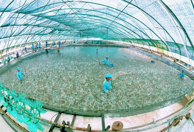 Cà Mau với khát vọng vươn xa - Ảnh 4