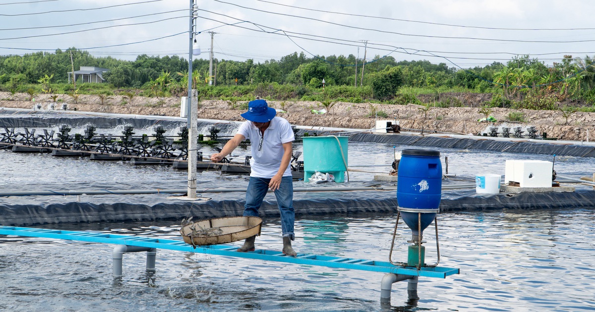 Doanh nghiệp thủy sản Cà Mau đã được tháo gỡ về giám sát vùng nuôi