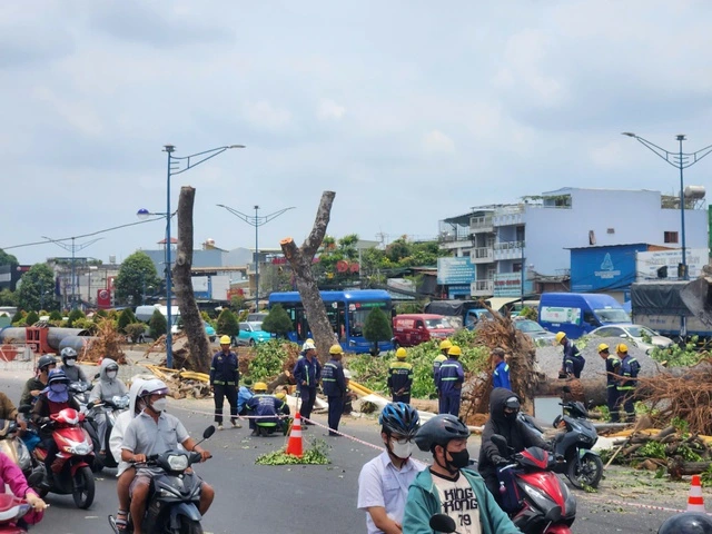 Bắt đầu đốn hạ, di dời cây xanh để làm metro số 2 - Ảnh 2