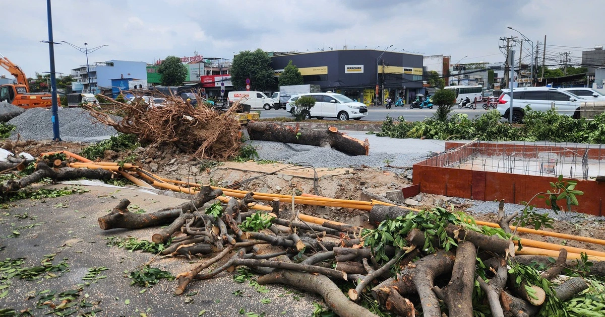 Bắt đầu đốn hạ, di dời cây xanh để làm metro số 2