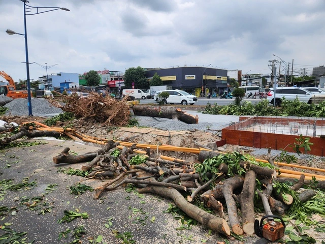 Bắt đầu đốn hạ, di dời cây xanh để làm metro số 2 - Ảnh 1