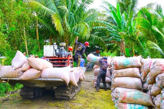 Giá lúa giảm, gọi nhiều doanh nghiệp thu mua không nghe máy - Ảnh 2