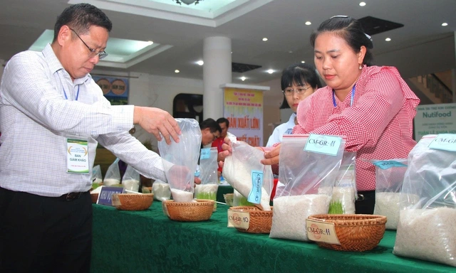 Lần đầu tiên tổ chức cuộc thi gạo ngon Đồng bằng sông Cửu Long - Ảnh 2