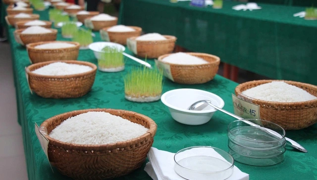 Lần đầu tiên tổ chức cuộc thi gạo ngon Đồng bằng sông Cửu Long - Ảnh 3
