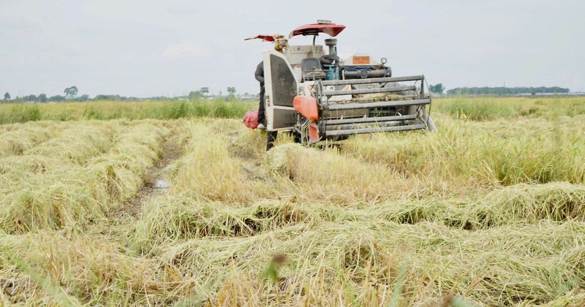 Nông dân gặp khó vì giá lúa thấp, giá phân bón tăng cao