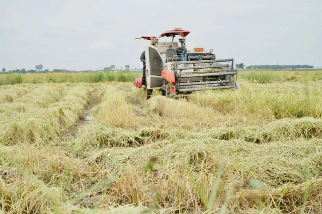 Nông dân gặp khó vì giá lúa thấp, giá phân bón tăng cao - Ảnh 1
