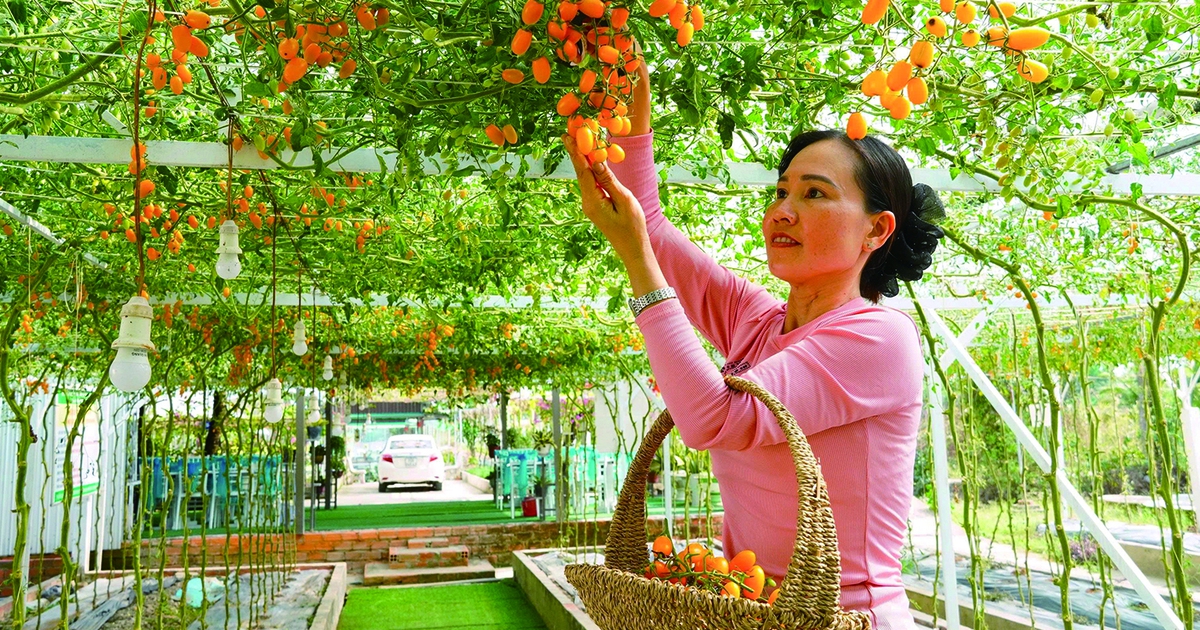 Xã Hồ Thị Kỷ chuyển hướng sản xuất nông nghiệp thích ứng biến đổi khí hậu