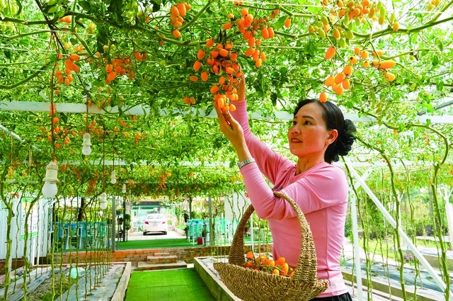 Xã Hồ Thị Kỷ chuyển hướng sản xuất nông nghiệp thích ứng biến đổi khí hậu - Ảnh 1