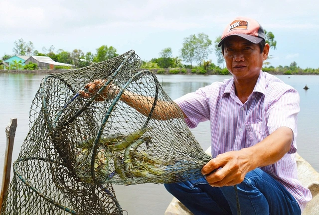 Xã Hồ Thị Kỷ chuyển hướng sản xuất nông nghiệp thích ứng biến đổi khí hậu - Ảnh 2