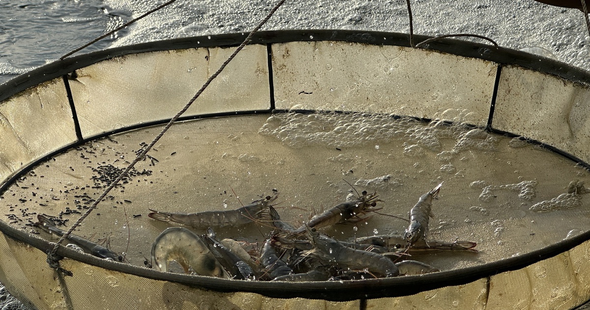 Cà Mau nắng nóng gay gắt, hơn 1.300 ha nuôi thủy sản thiệt hại trên 70%