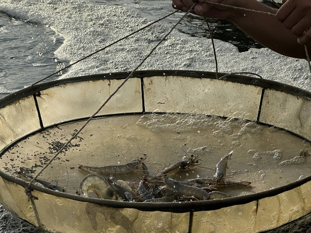 Cà Mau nắng nóng gay gắt, hơn 1.300 ha nuôi thủy sản thiệt hại trên 70% - Ảnh 1