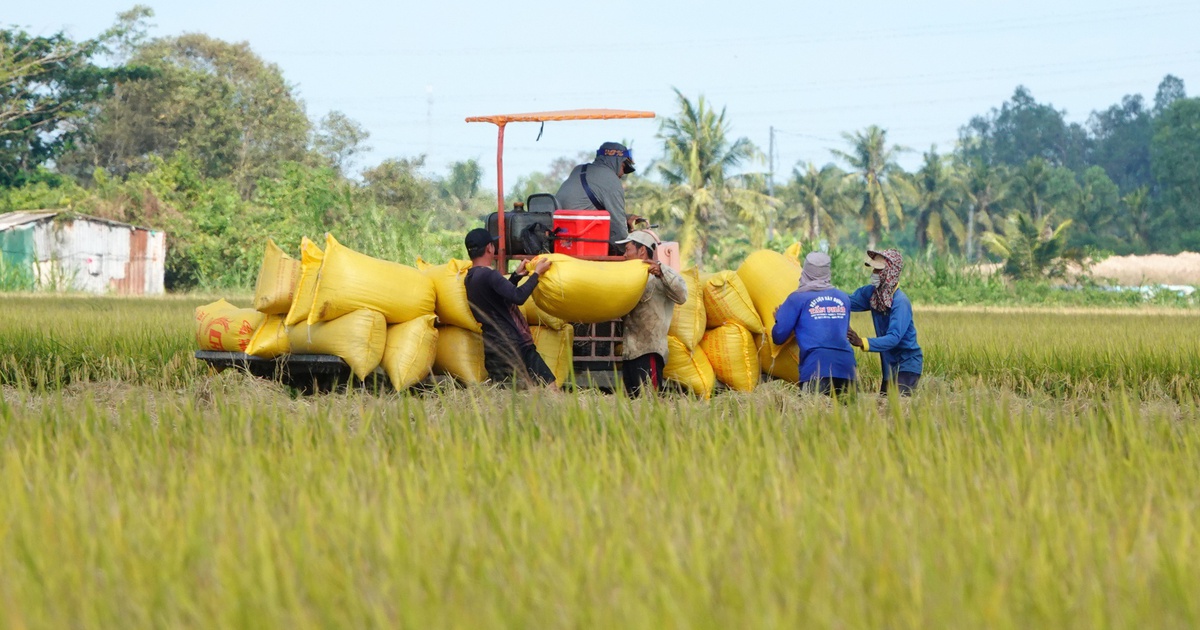Philippines điều tra tự vệ, gạo Việt có bị ảnh hưởng?