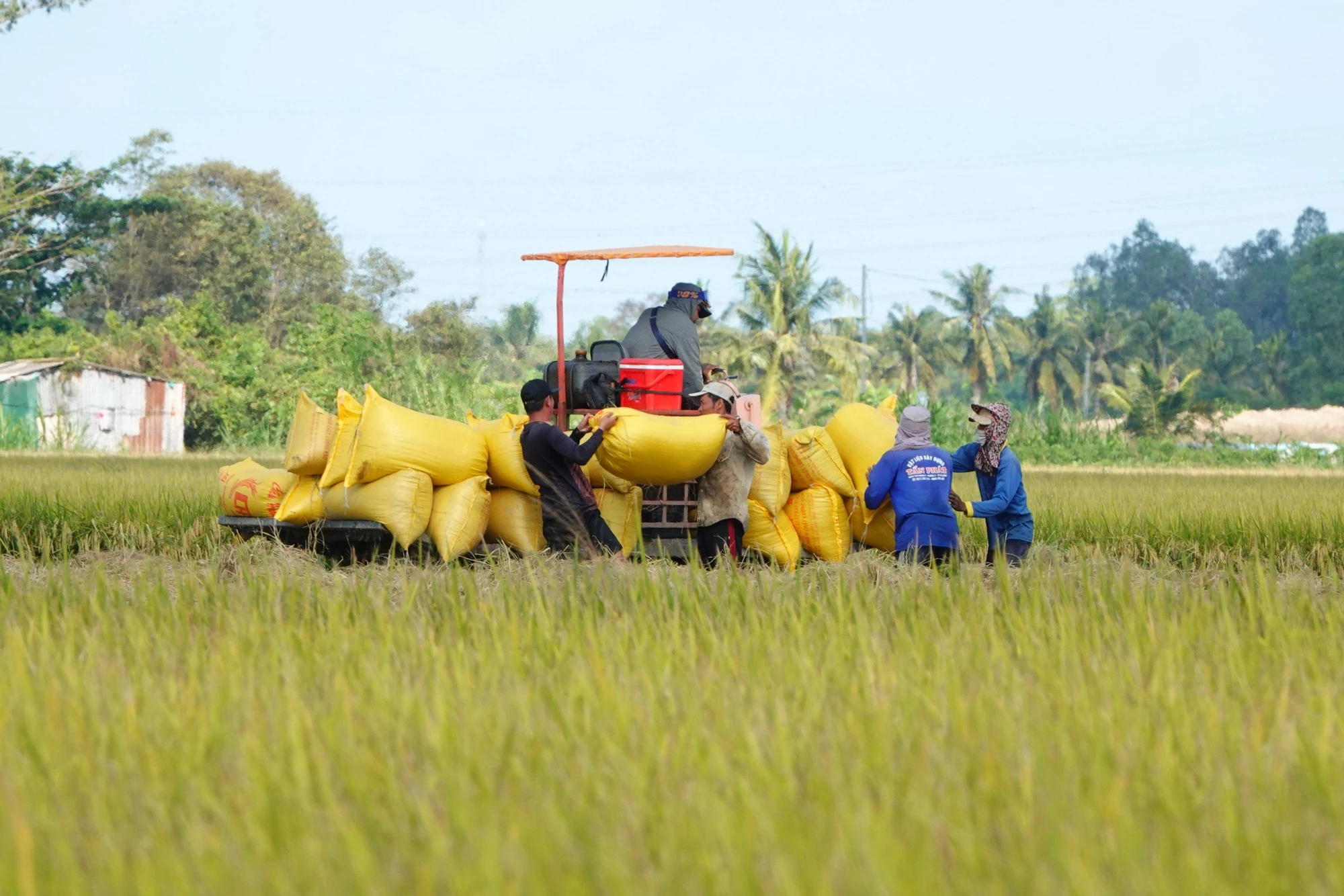 Philippines điều tra tự vệ, gạo Việt có bị ảnh hưởng? - Ảnh 1