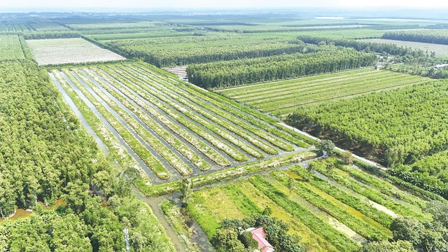 U Minh Hạ bứt tốc từ cây giống, mở lối kinh tế rừng bền vững - Ảnh 1