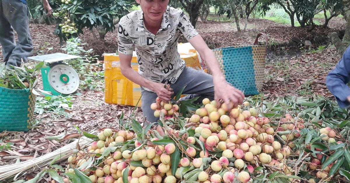 Vải mất mùa, giá đầu vụ lập đỉnh 120.000 đồng/kg