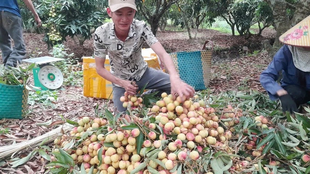 Vải mất mùa, giá đầu vụ lập đỉnh 120.000 đồng/kg - Ảnh 1