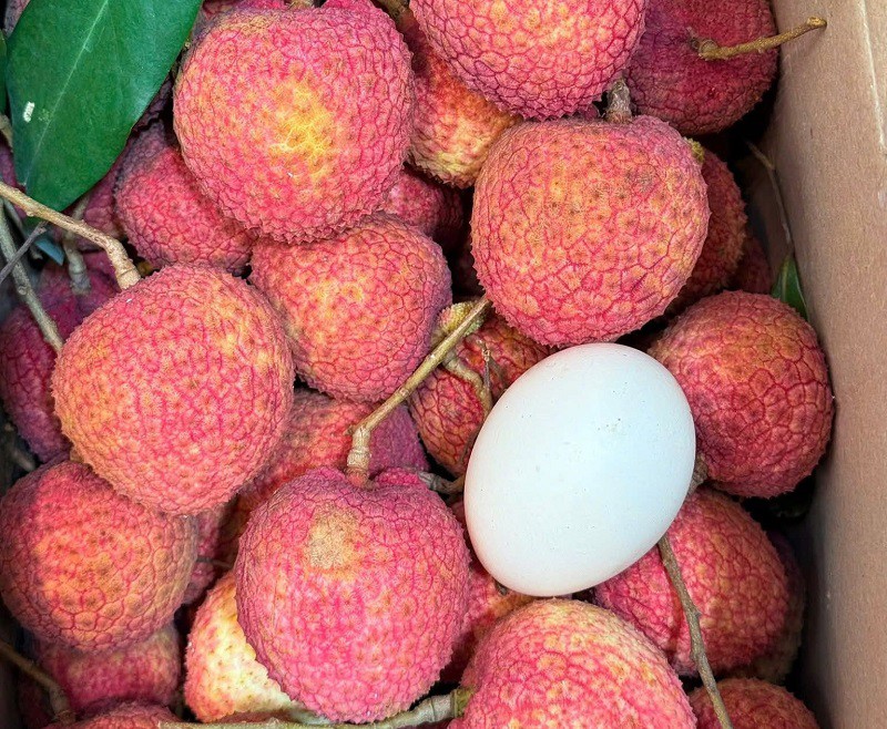 Loại vải to như quả trứng gà, giá 400.000 đồng/kg vẫn không có để ăn tại Thanh Hà - Ảnh 2