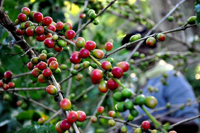 Một giống cà phê Việt trồng ở Cuba cho năng suất tăng gấp 8 lần giống bản địa - Ảnh 1
