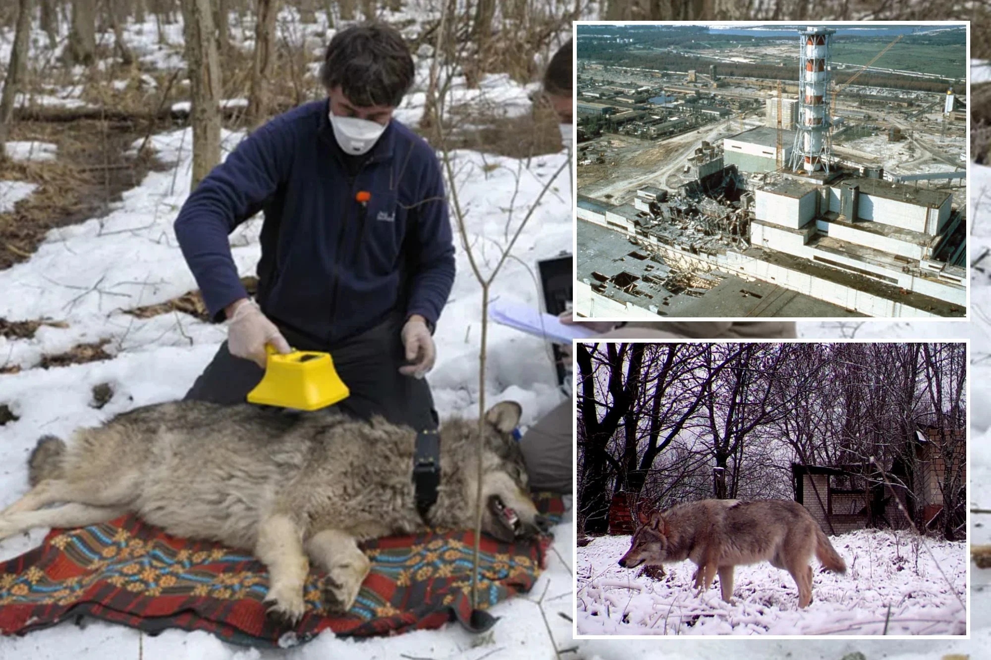 Bầy sói sống giữa vùng đất chết Chernobyl đang tiến hóa kỳ lạ, các nhà khoa học phát hiện điều đáng kinh ngạc - Ảnh 2