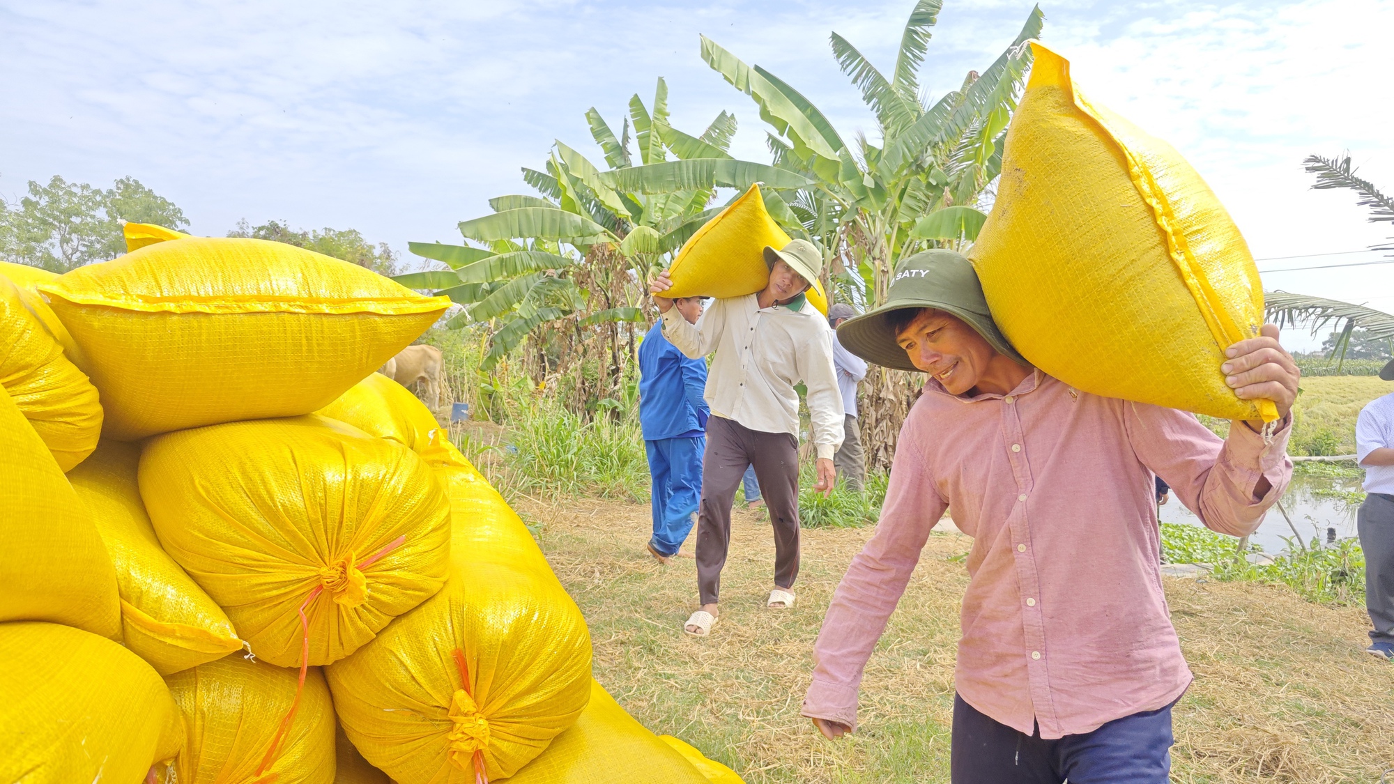 Lý do Việt Nam nhập khẩu lúa gạo đứng thứ 2 thế giới - Ảnh 1