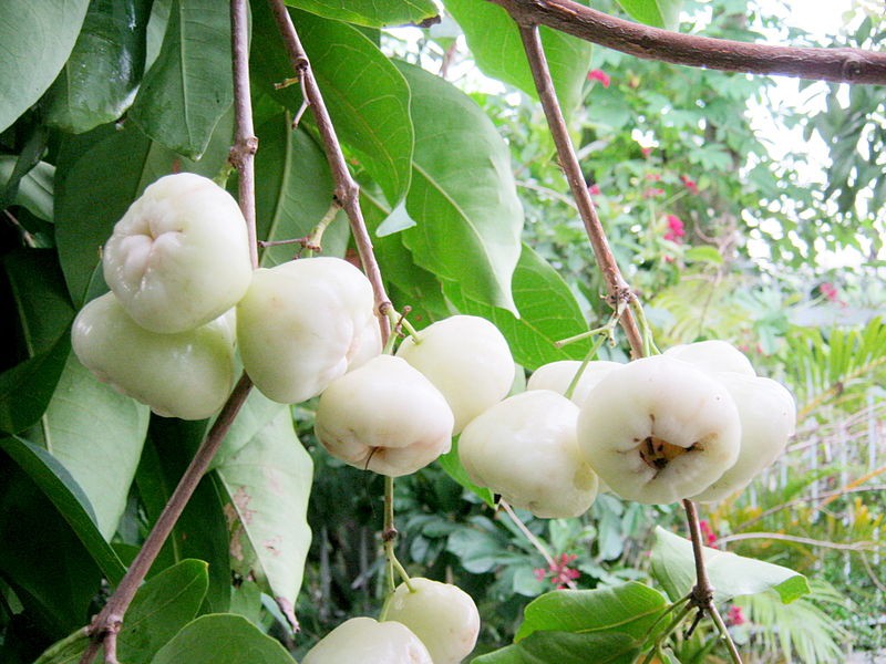 Thứ quả quê chín rụng ít ai nhặt: Sang nước ngoài giá vài trăm nghìn/kg, được ví như 'vua trái cây' - Ảnh 1