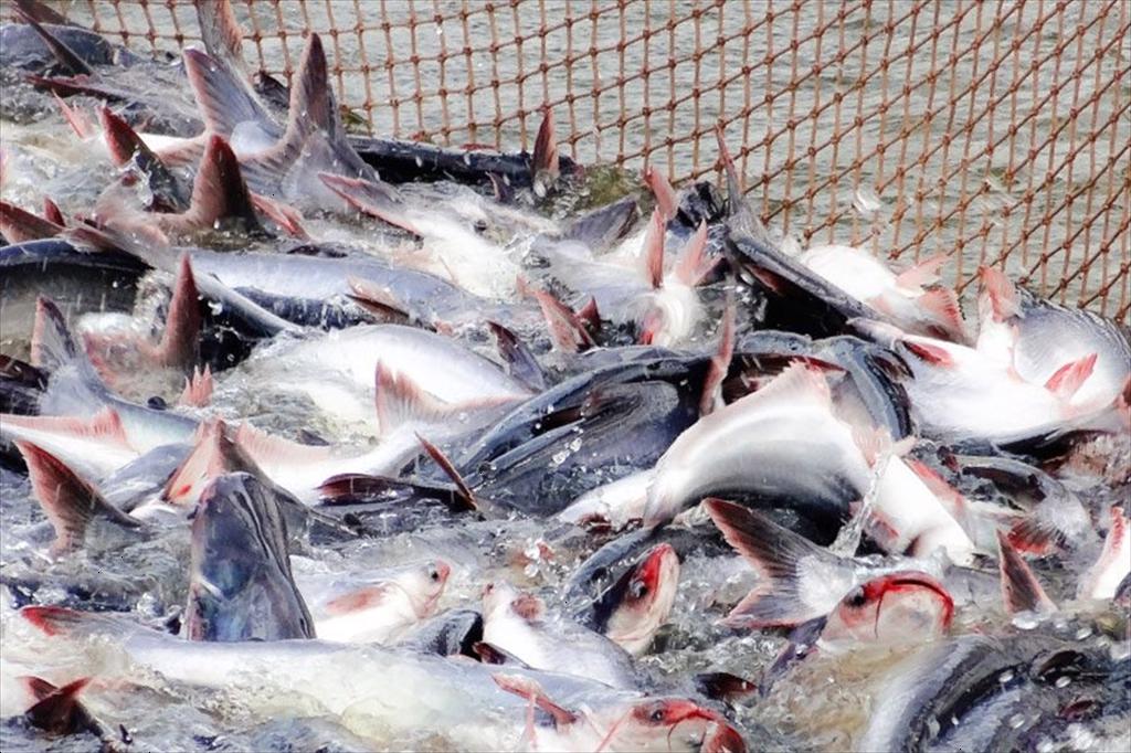 Mỹ báo tin vui cho một mặt hàng chủ lực của Việt Nam - Ảnh 1